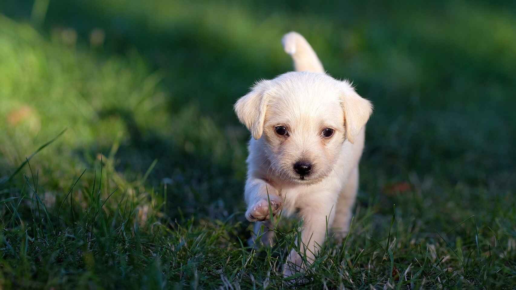 las tabletas antiparasitarias hacen que los perros se sientan somnolientos