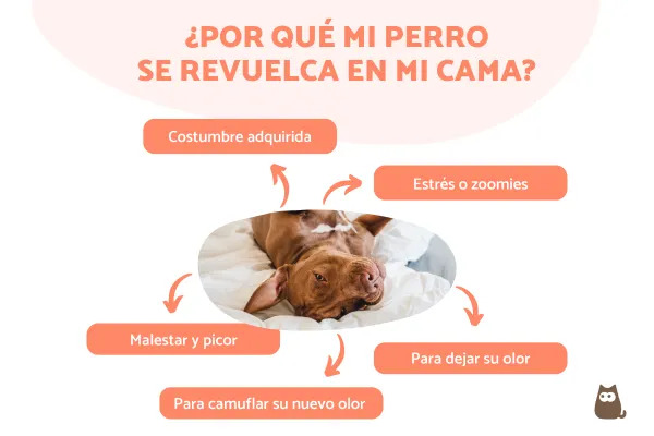 Mi perro se best sale restriega por el sofa